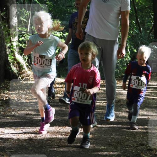 28.09.2025 - 33. Volkslauf durch das schöne Alstertal Strokosch-Dieckow http://msf.ph/oto/8967770 28.09.2025 10:42:24 Laufen 6006, 85, 10, 6007, 6016, 6961, 696 meine-sportfotos.de