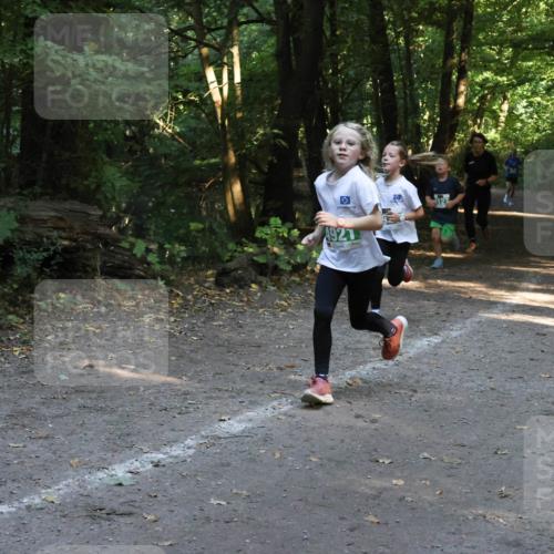 28.09.2025 - 33. Volkslauf durch das schöne Alstertal Strokosch-Dieckow http://msf.ph/oto/8968307 28.09.2025 10:56:10 Laufen 4927 meine-sportfotos.de