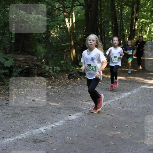 28.09.2025 - 33. Volkslauf durch das schöne Alstertal Strokosch-Dieckow http://msf.ph/oto/8968309 28.09.2025 10:56:11 Laufen 4920, 127, 4921 meine-sportfotos.de