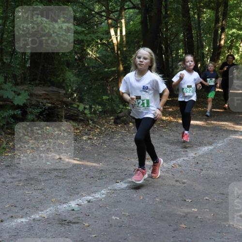 28.09.2025 - 33. Volkslauf durch das schöne Alstertal Strokosch-Dieckow http://msf.ph/oto/8968310 28.09.2025 10:56:11 Laufen 921, 4127, 4920 meine-sportfotos.de