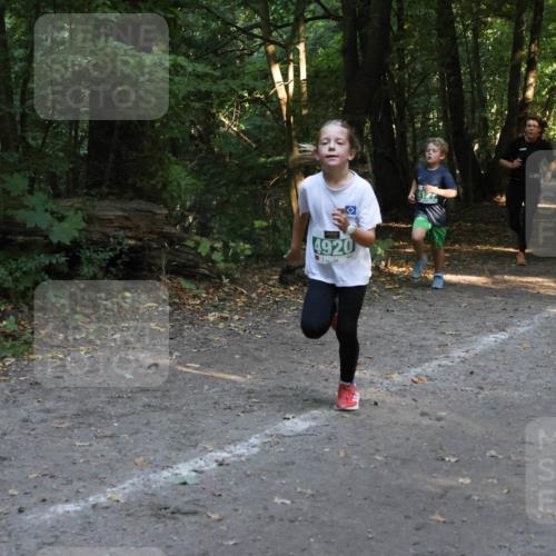 28.09.2025 - 33. Volkslauf durch das schöne Alstertal Strokosch-Dieckow http://msf.ph/oto/8968316 28.09.2025 10:56:12 Laufen 4920 meine-sportfotos.de