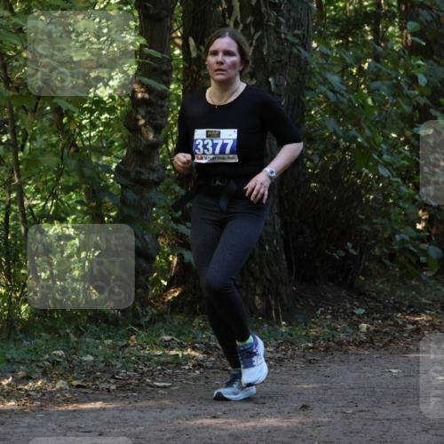 28.09.2025 - 33. Volkslauf durch das schöne Alstertal Strokosch-Dieckow http://msf.ph/oto/8969492 28.09.2025 11:29:04 Laufen 3377 meine-sportfotos.de