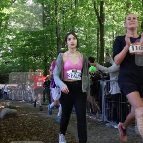 28.09.2025 - 33. Volkslauf durch das schöne Alstertal Strokosch-Dieckow http://msf.ph/oto/8973298 28.09.2025 12:15:30 Ziel 1687, 2191, 2570, 2593 meine-sportfotos.de