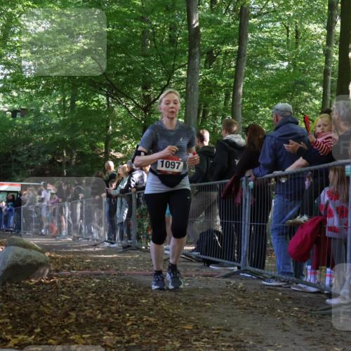 28.09.2025 - 33. Volkslauf durch das schöne Alstertal Strokosch-Dieckow http://msf.ph/oto/8973753 28.09.2025 12:23:22 Ziel 1097 meine-sportfotos.de